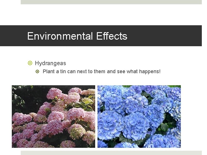 Environmental Effects Hydrangeas Plant a tin can next to them and see what happens!