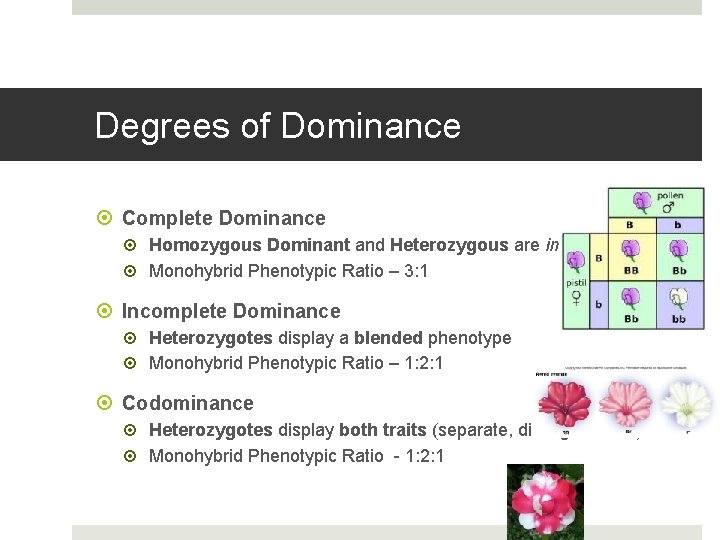 Degrees of Dominance Complete Dominance Homozygous Dominant and Heterozygous are indistinguishable Monohybrid Phenotypic Ratio