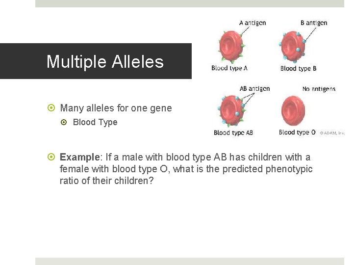 Multiple Alleles Many alleles for one gene Blood Type Example: If a male with