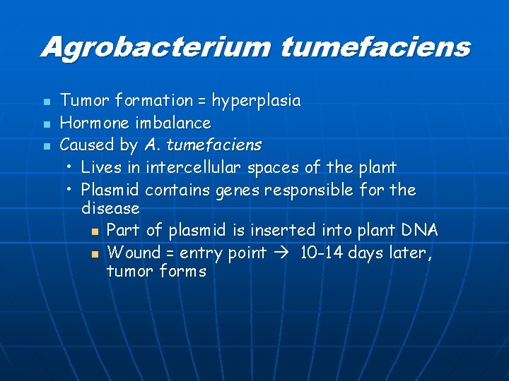 Agrobacterium tumefaciens n n n Tumor formation = hyperplasia Hormone imbalance Caused by A.