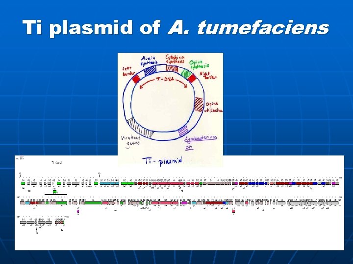 Ti plasmid of A. tumefaciens 