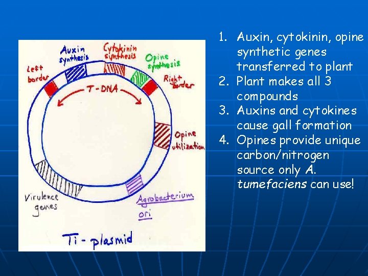1. Auxin, cytokinin, opine synthetic genes transferred to plant 2. Plant makes all 3