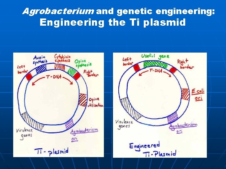Agrobacterium and genetic engineering: Engineering the Ti plasmid 