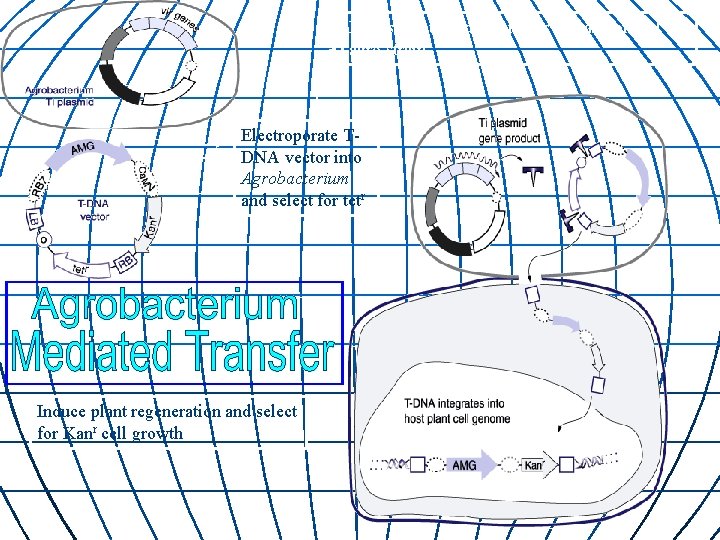 Expose wounded plant cells to transformed agro strain Electroporate TDNA vector into Agrobacterium and