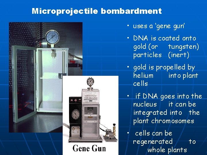 Microprojectile bombardment • uses a ‘gene gun’ • DNA is coated onto gold (or