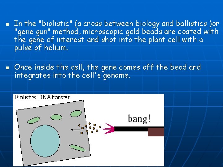 n n In the "biolistic" (a cross between biology and ballistics )or "gene gun"