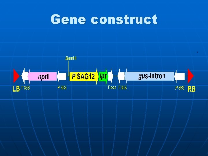 Gene construct 