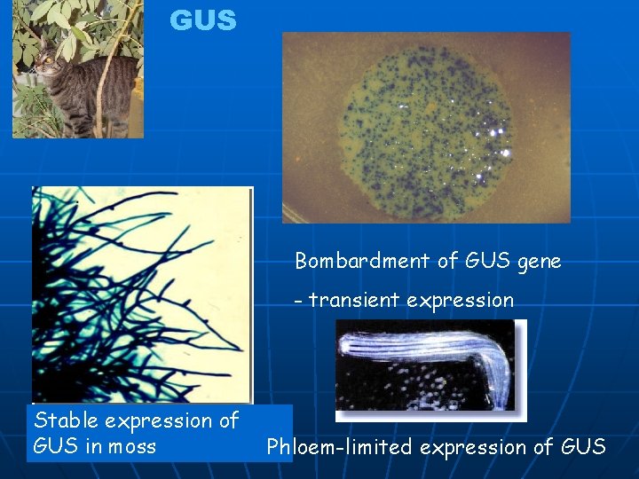 GUS Bombardment of GUS gene - transient expression Stable expression of GUS in moss
