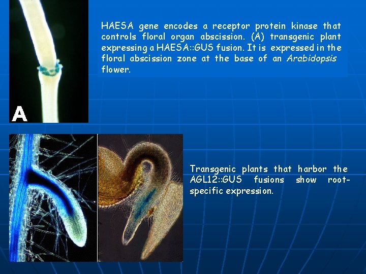 HAESA gene encodes a receptor protein kinase that controls floral organ abscission. (A) transgenic