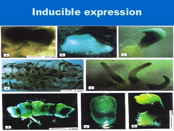 Inducible expression 