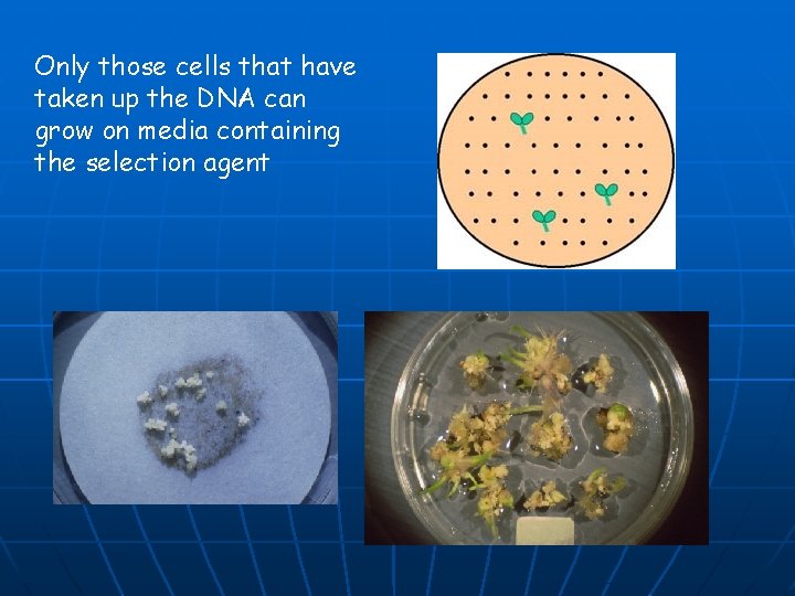 Only those cells that have taken up the DNA can grow on media containing