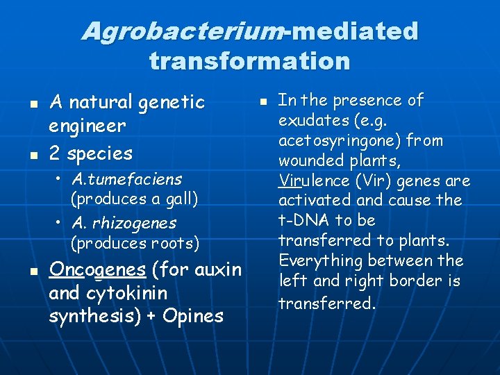 Agrobacterium-mediated transformation n n A natural genetic engineer 2 species • A. tumefaciens (produces