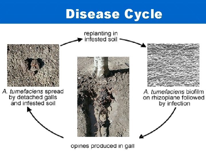 Disease Cycle 