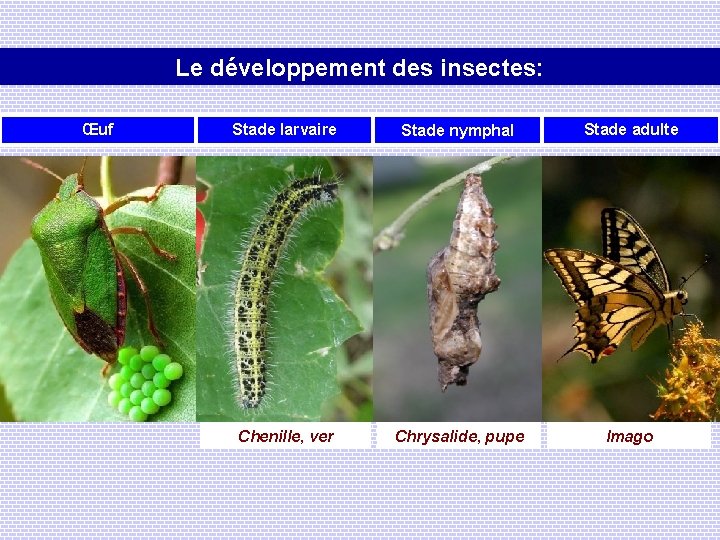 Le développement des insectes: Œuf Stade larvaire Stade nymphal Stade adulte Chenille, ver Chrysalide,