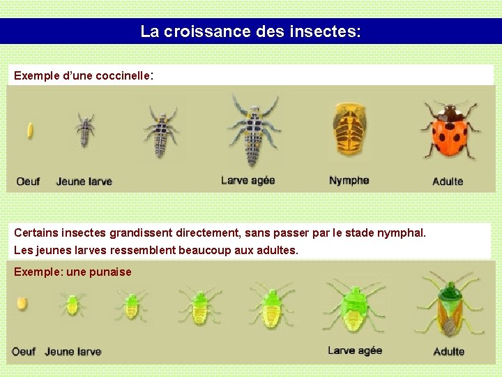 La croissance des insectes: Exemple d’une coccinelle: Certains insectes grandissent directement, sans passer par