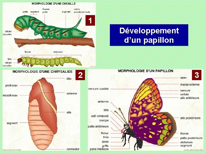 1 Développement d’un papillon 2 3 