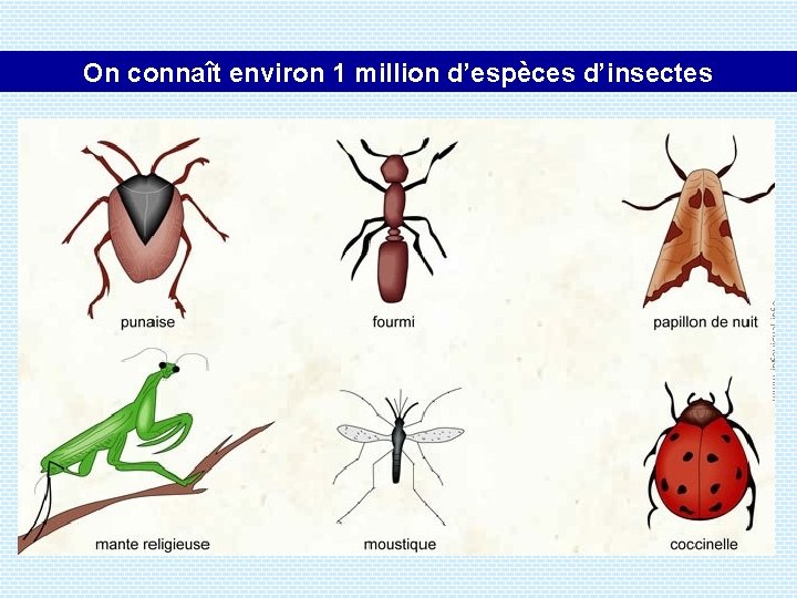 On connaît environ 1 million d’espèces d’insectes 