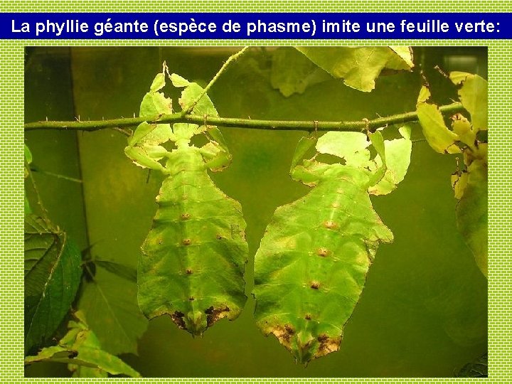 La phyllie géante (espèce de phasme) imite une feuille verte: 