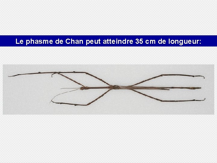 Le phasme de Chan peut atteindre 35 cm de longueur: 