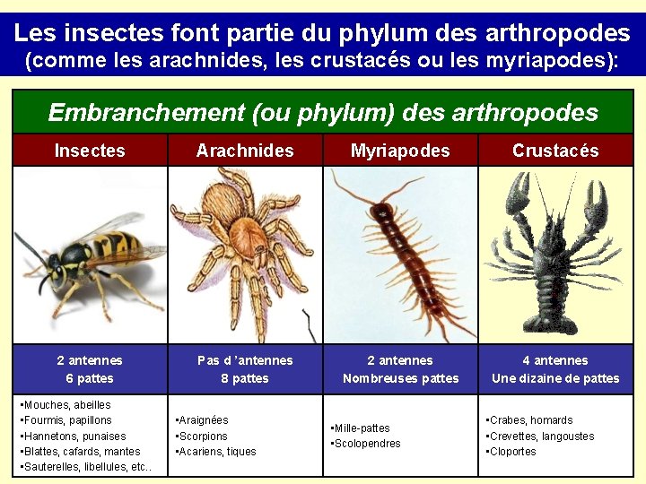 Les insectes font partie du phylum des arthropodes (comme les arachnides, les crustacés ou