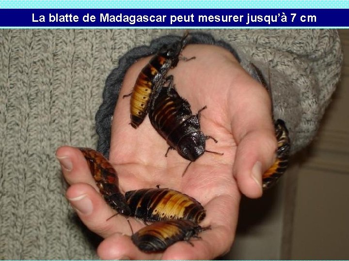 La blatte de Madagascar peut mesurer jusqu’à 7 cm 