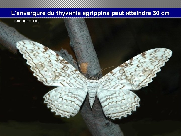 L’envergure du thysania agrippina peut atteindre 30 cm (Amérique du Sud) 