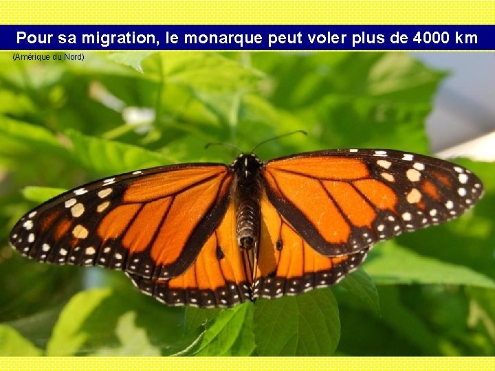 Pour sa migration, le monarque peut voler plus de 4000 km (Amérique du Nord)