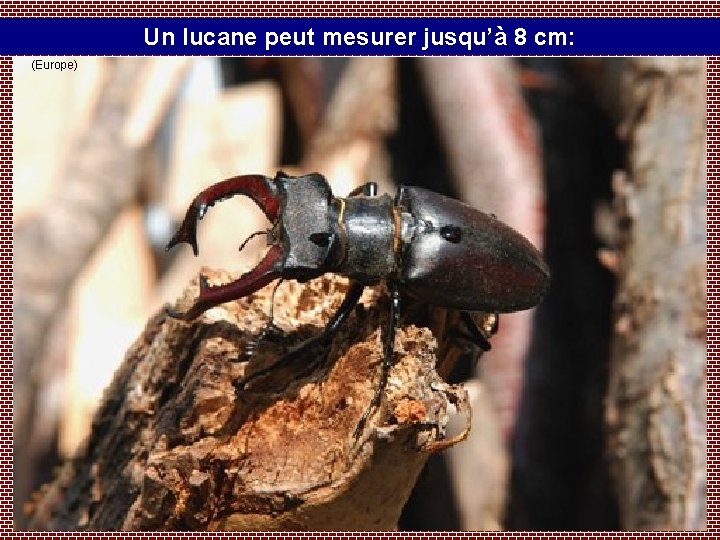 Un lucane peut mesurer jusqu’à 8 cm: (Europe) 