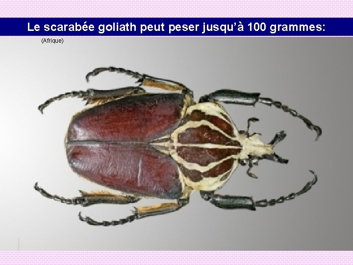 Le scarabée goliath peut peser jusqu’à 100 grammes: (Afrique) 