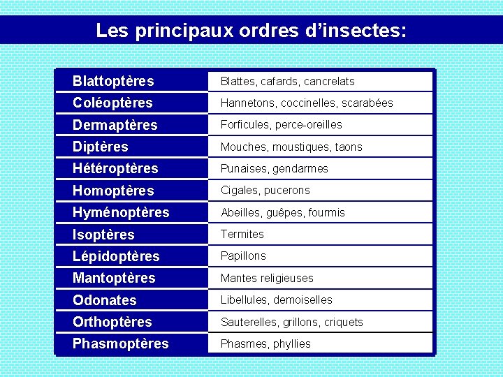 Les principaux ordres d’insectes: Blattoptères Blattes, cafards, cancrelats Coléoptères Hannetons, coccinelles, scarabées Dermaptères Forficules,