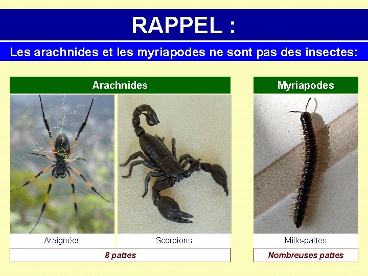 RAPPEL : Les arachnides et les myriapodes ne sont pas des insectes: Arachnides Araignées