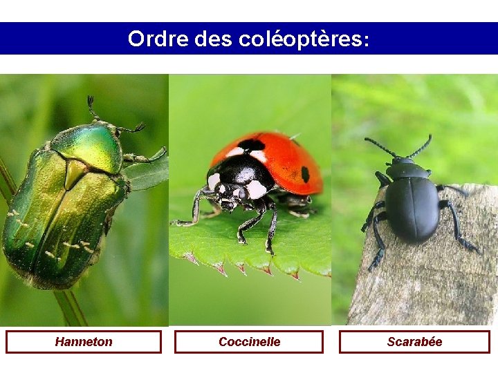 Ordre des coléoptères: Hanneton Coccinelle Scarabée 