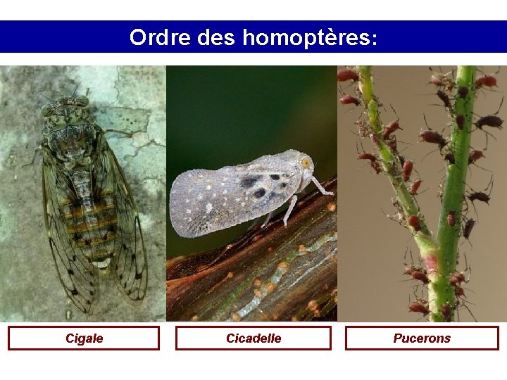 Ordre des homoptères: Cigale Cicadelle Pucerons 