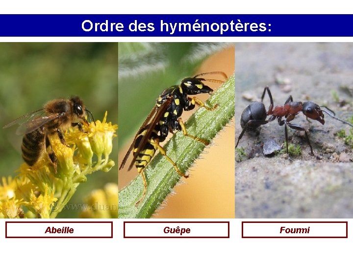 Ordre des hyménoptères: Abeille Guêpe Fourmi 