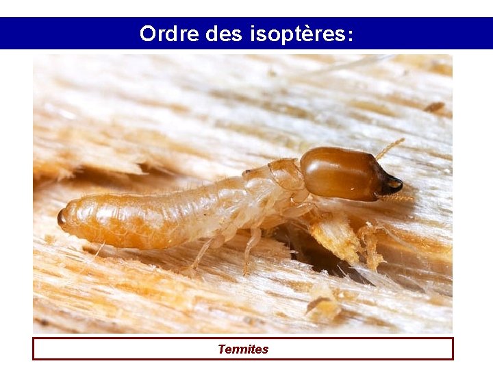 Ordre des isoptères: Termites 