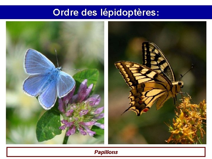 Ordre des lépidoptères: Papillons 