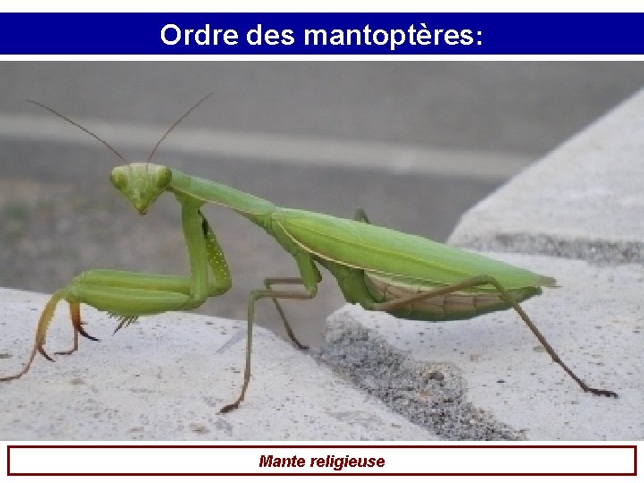 Ordre des mantoptères: Mante religieuse 