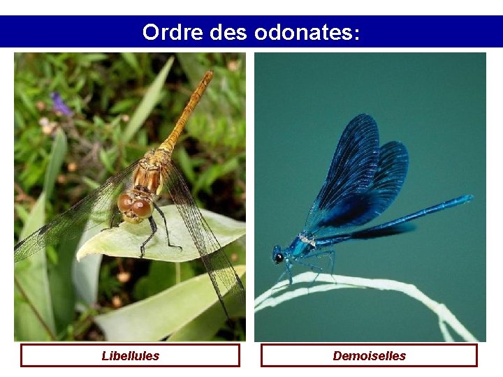 Ordre des odonates: Libellules Demoiselles 