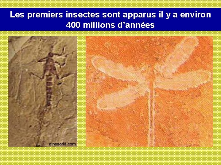 Les premiers insectes sont apparus il y a environ 400 millions d’années 