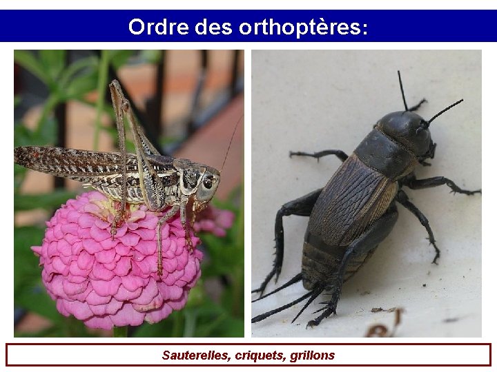 Ordre des orthoptères: Sauterelles, criquets, grillons 