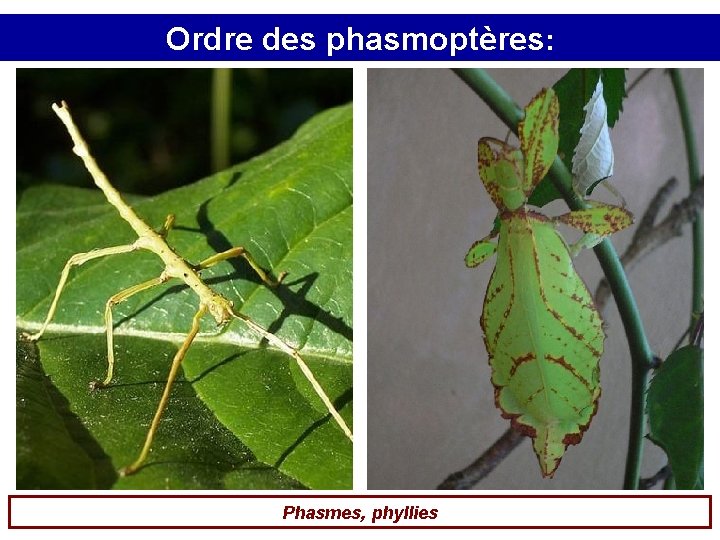 Ordre des phasmoptères: Phasmes, phyllies 