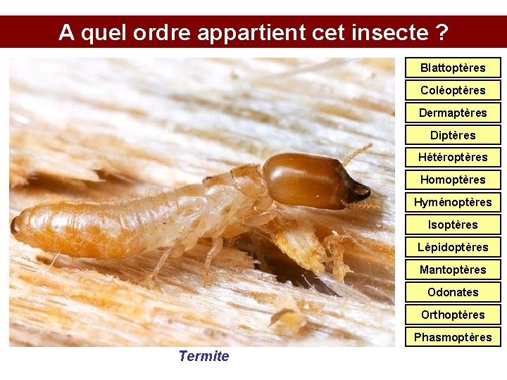 A quel ordre appartient cet insecte ? Blattoptères Coléoptères Dermaptères Diptères Hétéroptères Homoptères Hyménoptères