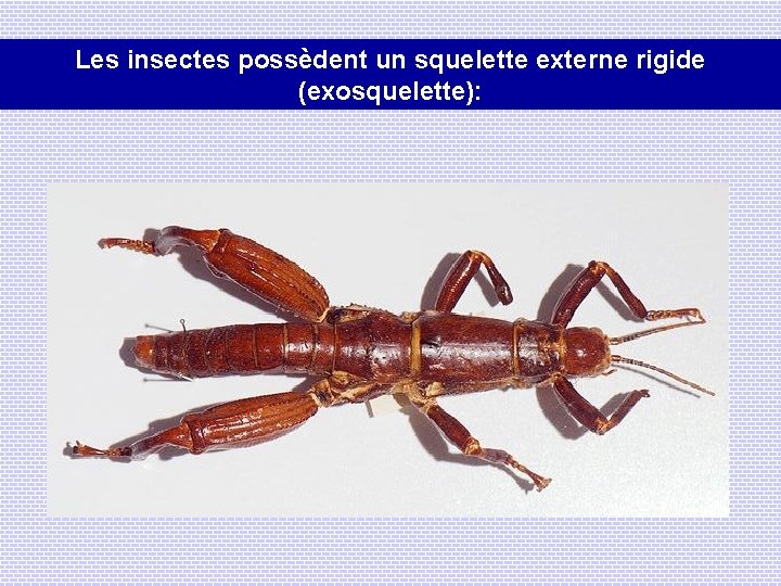 Les insectes possèdent un squelette externe rigide (exosquelette): 