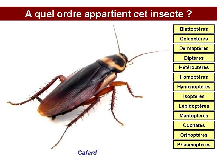 A quel ordre appartient cet insecte ? Blattoptères Coléoptères Dermaptères Diptères Hétéroptères Homoptères Hyménoptères