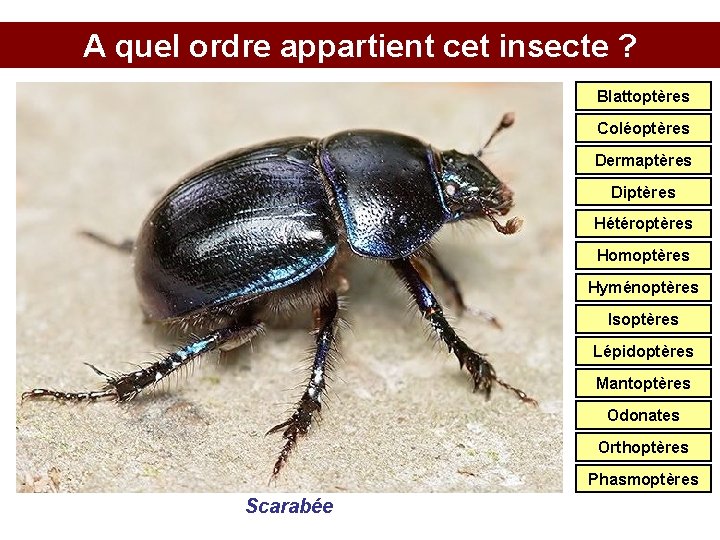 A quel ordre appartient cet insecte ? Blattoptères Coléoptères Dermaptères Diptères Hétéroptères Homoptères Hyménoptères