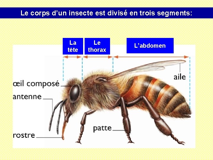 Le corps d’un insecte est divisé en trois segments: La tête Le thorax L’abdomen