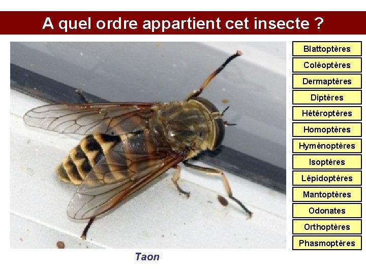 A quel ordre appartient cet insecte ? Blattoptères Coléoptères Dermaptères Diptères Hétéroptères Homoptères Hyménoptères