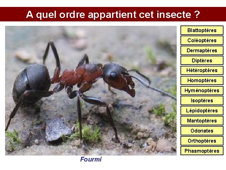 A quel ordre appartient cet insecte ? Blattoptères Coléoptères Dermaptères Diptères Hétéroptères Homoptères Hyménoptères