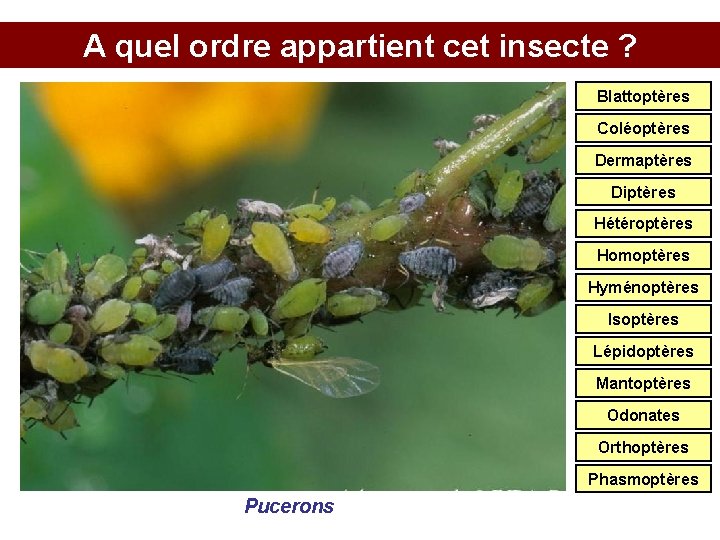 A quel ordre appartient cet insecte ? Blattoptères Coléoptères Dermaptères Diptères Hétéroptères Homoptères Hyménoptères