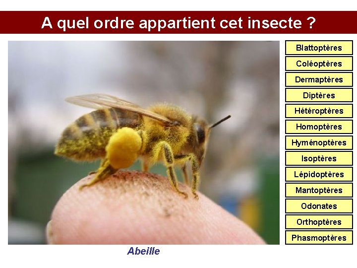 A quel ordre appartient cet insecte ? Blattoptères Coléoptères Dermaptères Diptères Hétéroptères Homoptères Hyménoptères